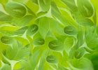 Val Glenny - Hosta.jpg : tissue